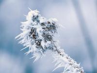Lange Raureifnadeln an Blütenknospe und Stängel